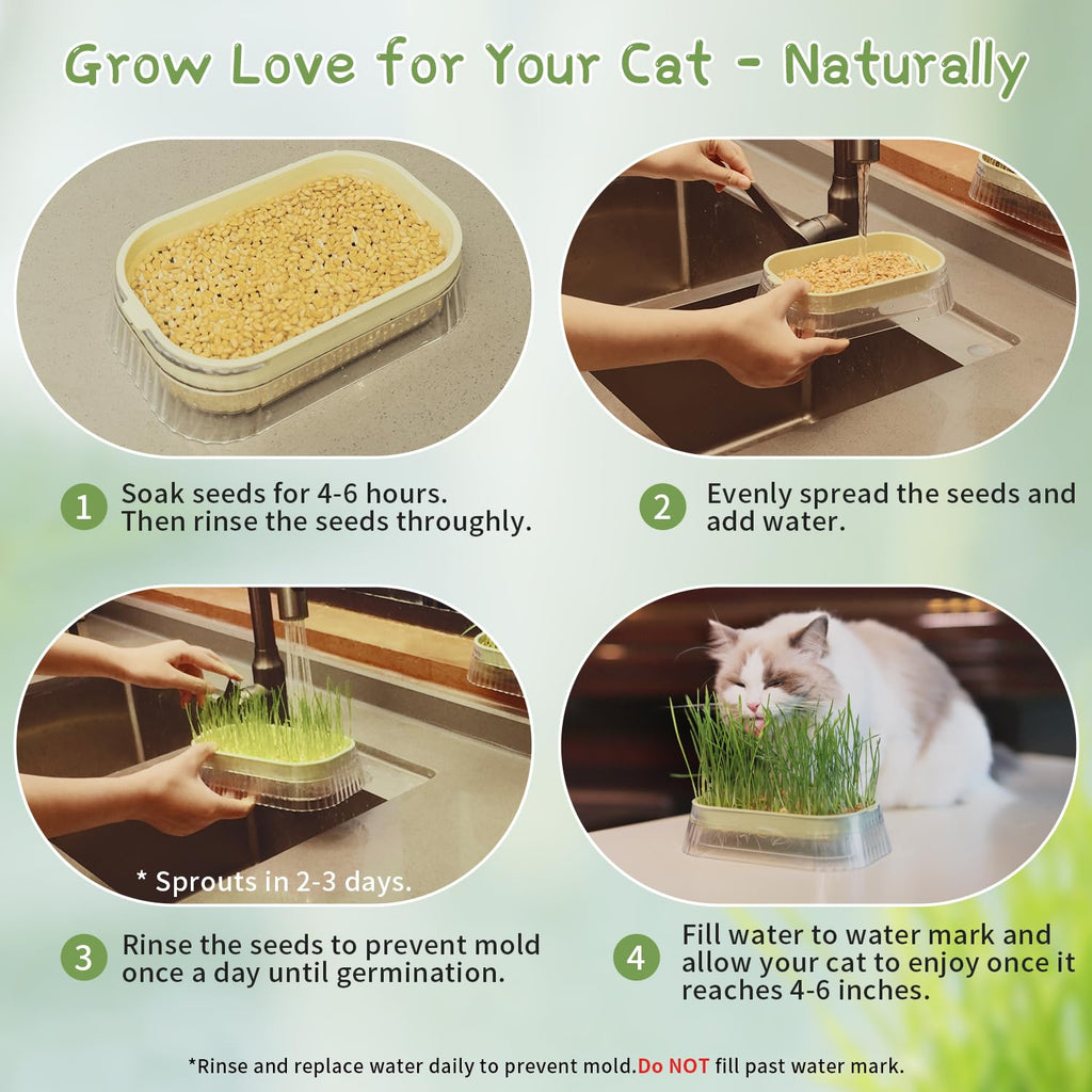 Cat Grass Growing Kit with 5 Pack Non GMO Seeds F6964