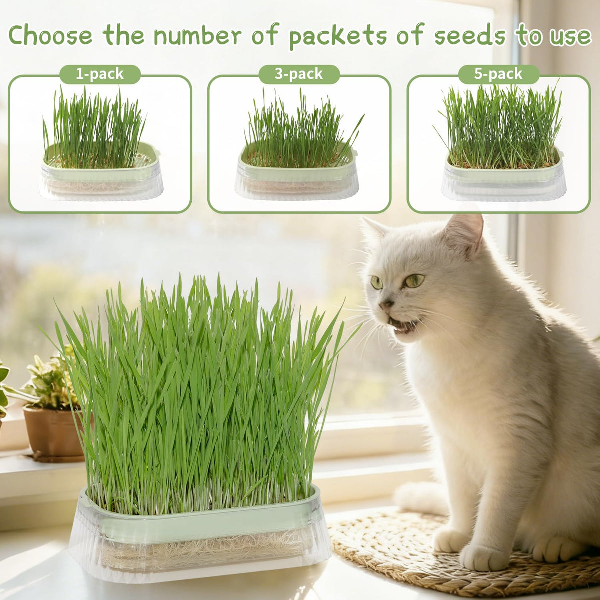Cat Grass Growing Kit with 5 Pack Non GMO Seeds F6964