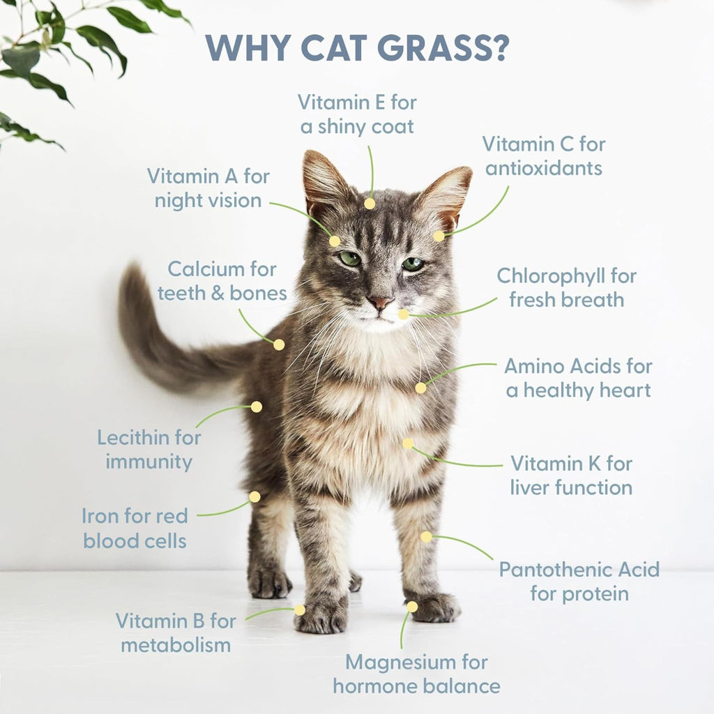 Cat Grass Kit with Wood Planter, Organic Seed and Soil B687085