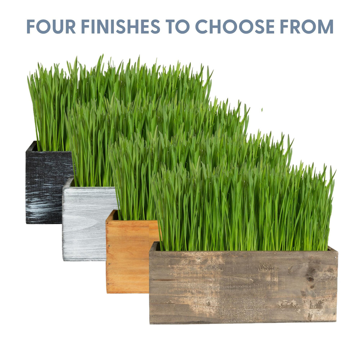 Cat Grass Kit with Wood Planter, Organic Seed and Soil B687085