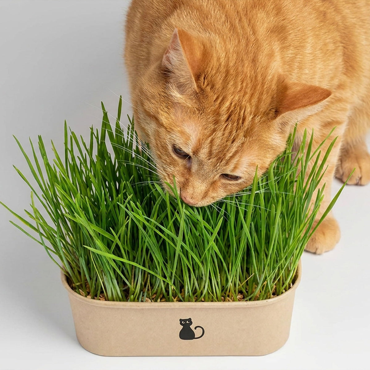 4-Batch Indoor Cat Grass Grow Kit with Containers, Soil Disks & Seeds Z6431