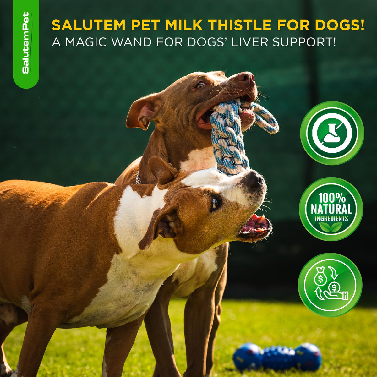 Milk Thistle Dog Liver Supplement 2 Oz N795582