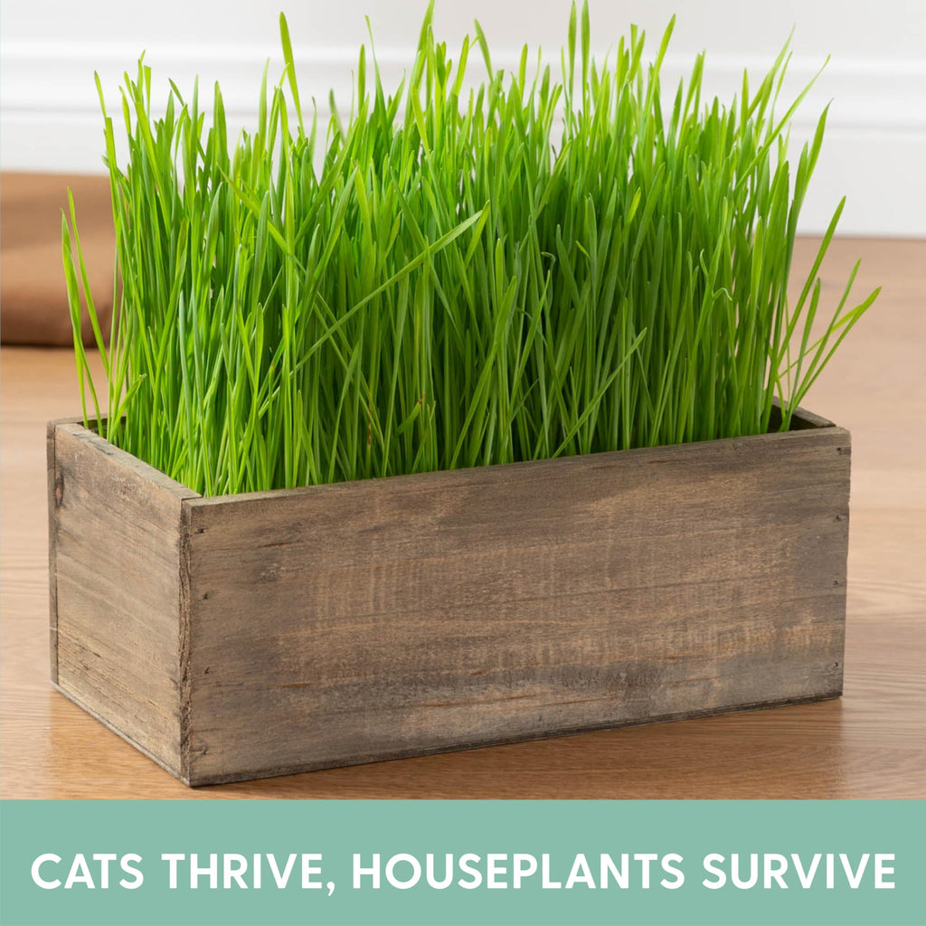Cat Grass Kit with Wood Planter, Organic Seed and Soil B687085